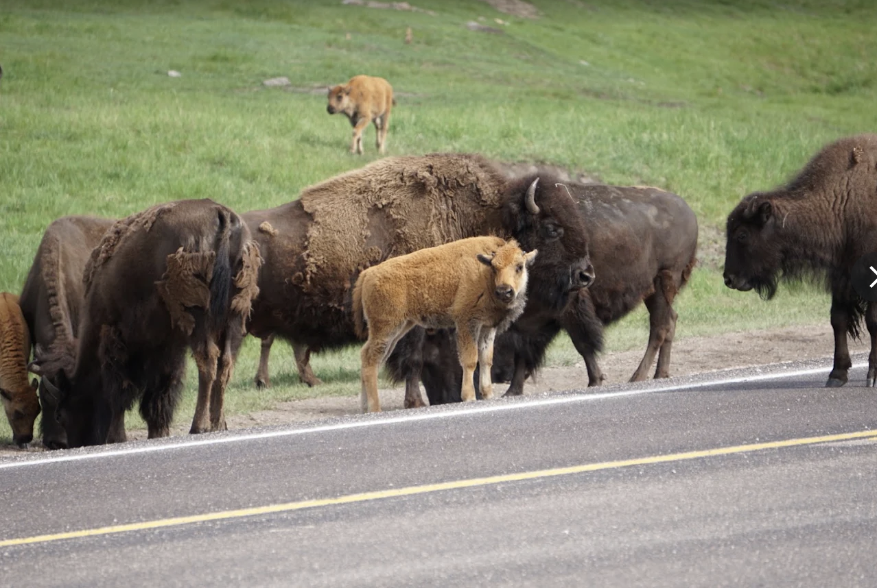 Custer State Park photo